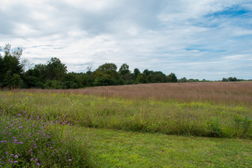 landscape with green field and blue sky