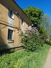 house with flowers