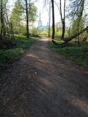 Fototapeta premium road in the forest