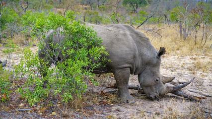 white rhino in kruger national park, mpumalanga, south africa 59