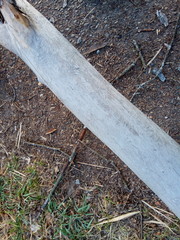 leaves on the ground