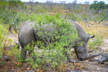 white rhino in kruger national park, mpumalanga, south africa 64