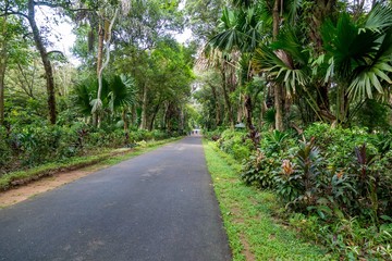 Road Between Garden