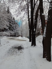 road in winter forest