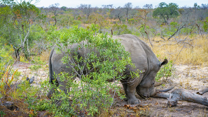 white rhino in kruger national park, mpumalanga, south africa 71