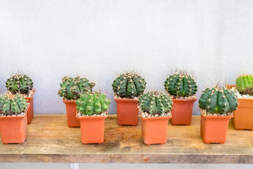 Cactus Shelf in the Garden
