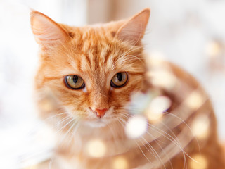 Cute ginger cat is looking through garland of light bulbs. Fluffy pet with decorations for New Year...