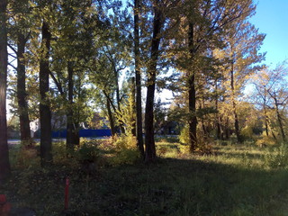 autumn in the forest