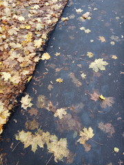 autumn leaves on water