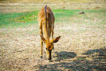 kudu in kruger national park, mpumalanga, south africa 4