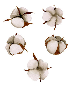 Watercolor tender set of 5 cotton flowers on a white background