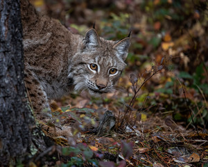 Siberian Lynx Adult Nika Triple D October 2019
