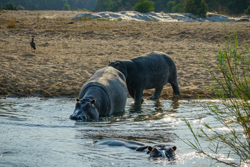 hippos in kruger national park, mpumalanga, south africa 14