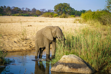 elephant in kruger national park, mpumalanga, south africa 2