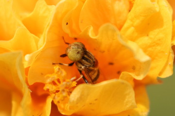 Käfer in gelber Blüte