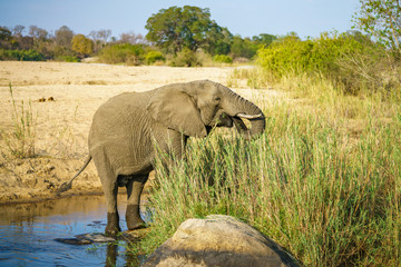 elephant in kruger national park, mpumalanga, south africa 12