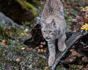 Siberian Lynx Adult Nika Triple D October 2019