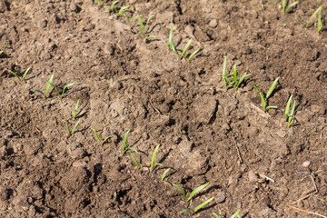 young shoots on the bed
