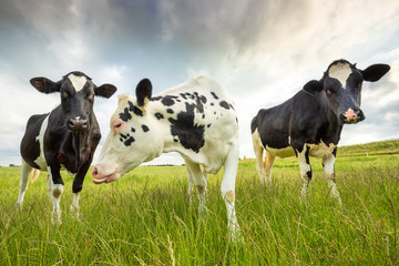 three milk cows on pasture