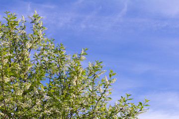 blooming bird cherry against the blue sky