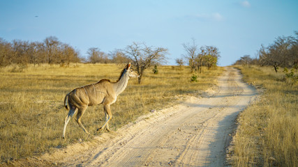 kudu in kruger national park, mpumalanga, south africa 3