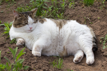 the cat rests among the beds in the garden