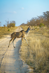 kudu in kruger national park, mpumalanga, south africa 5
