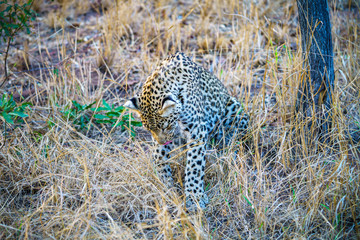 leopard in kruger national park, mpumalanga, south africa 8