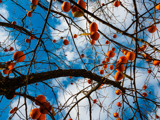 Bright and juicy orange persimmon hangs on the branches of a tree against a blue sky with white cumulus clouds.