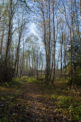 Obraz premium The path strewn with fallen leaves passes through the birch avenue