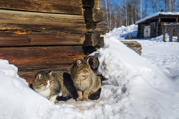 cats in the snow near a wooden house