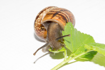 A gardensnail, Arianta arbustorum, eating on a green leave isolated on a white background.