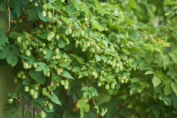 detail of hop cones in the hop field.