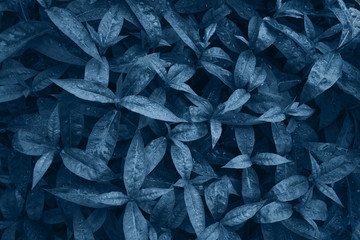 Phloxes leafs with raindrops, garden background. Classic blue creative color. Nature background. Trendy color 2020
