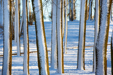 Snow covered tree trunks in city park as background. Winter forest. Snow falling from trees