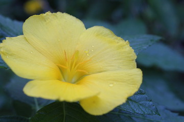 gelbe Blüte 2 © tigerlily86