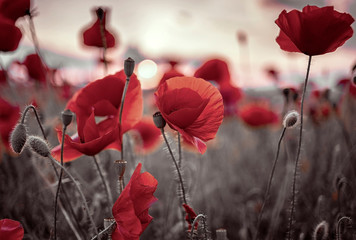 Obraz premium Poppy