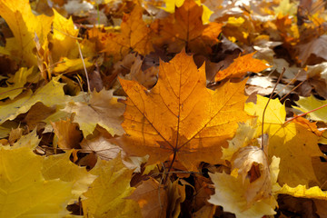 Yellow autumn leaves - Stockphoto