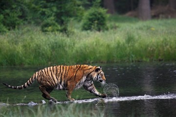 Fototapeta na wymiar The Siberian tiger (Panthera tigris Tigris), or Amur tiger (Panthera tigris altaica) in the forest walking in a water.