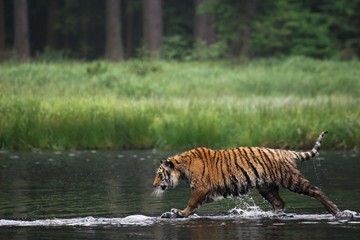 Fototapeta na wymiar The Siberian tiger (Panthera tigris Tigris), or Amur tiger (Panthera tigris altaica) in the forest walking in a water.