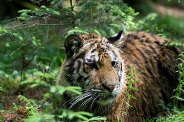 The Siberian tiger (Panthera tigris Tigris), or  Amur tiger (Panthera tigris altaica) in the forest.
