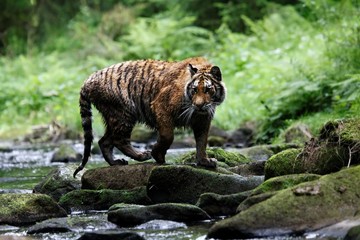 The Siberian tiger (Panthera tigris Tigris), or  Amur tiger (Panthera tigris altaica) in the forest walking in a river.