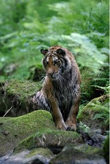 The Siberian tiger (Panthera tigris Tigris), or  Amur tiger (Panthera tigris altaica) in the forest walking in a river.