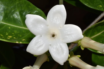 Closeup of a white Madagascar jasmine flower, Stephanotis floribunda.