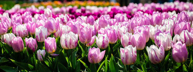 One of the world's largest flower gardens in Lisse, the Netherlands. Close up of blooming...