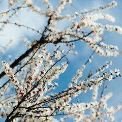 branch of a tree in spring