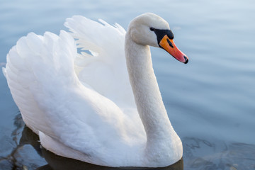 Schwan im Winter