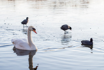 Schwan im teilweise zugefrorenem See