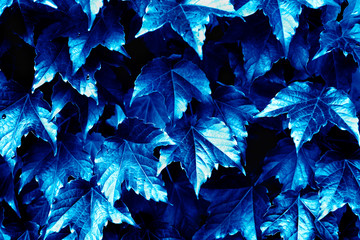Background Image of close up of Blue Ivy Leaves during Fall Season, Duotone image