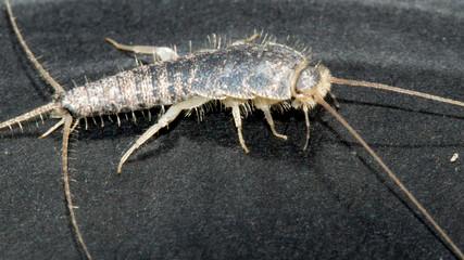 Closeup of long tailed silverfish (Ctenolepisma longicaudata) also called gray silverfish. It is in a defence- or angry posture. Black background.